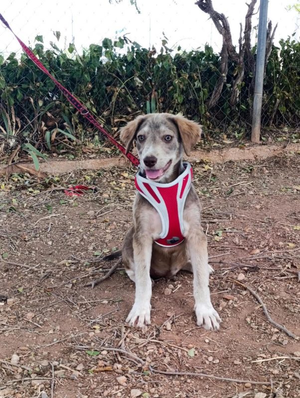 Emily - Chien à adopter - photo 3