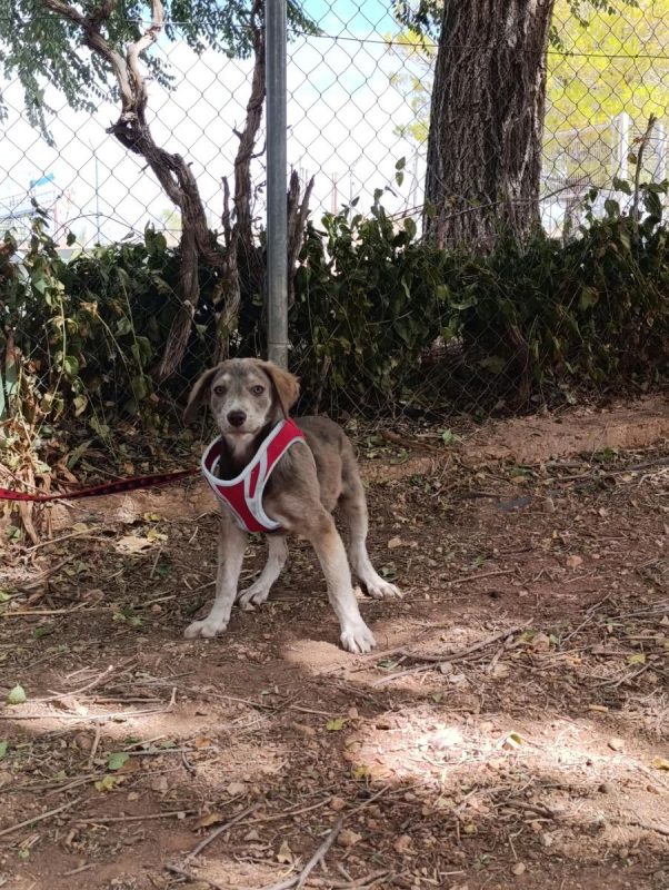 Emily - Chien à adopter - photo 4