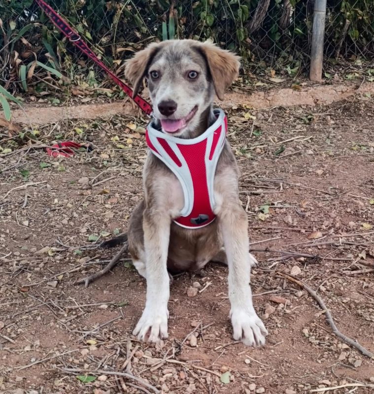 Emily - Chien à adopter