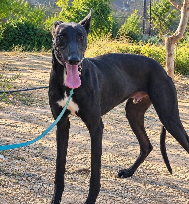 Ciclón - Chien à adopter