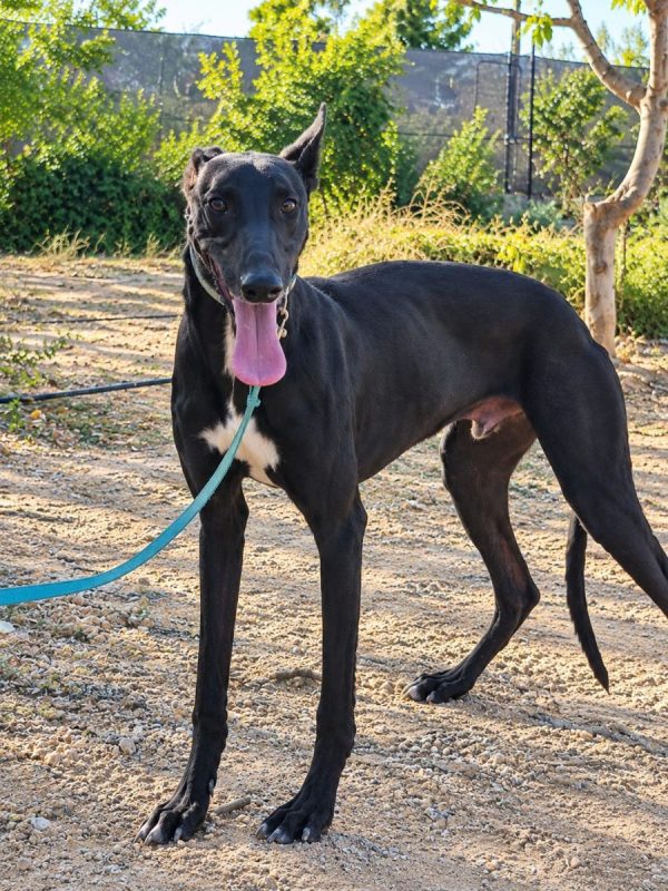 Ciclón - Chien à adopter - photo 3