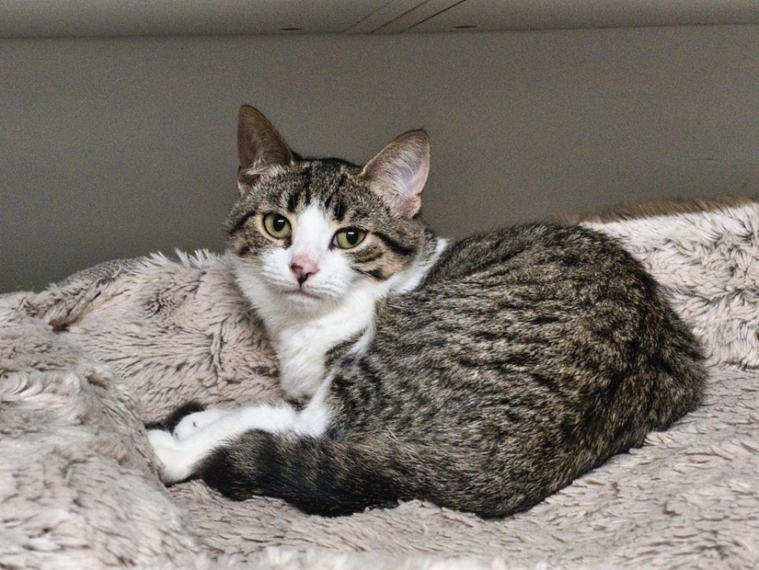 Serena - Chat à adopter