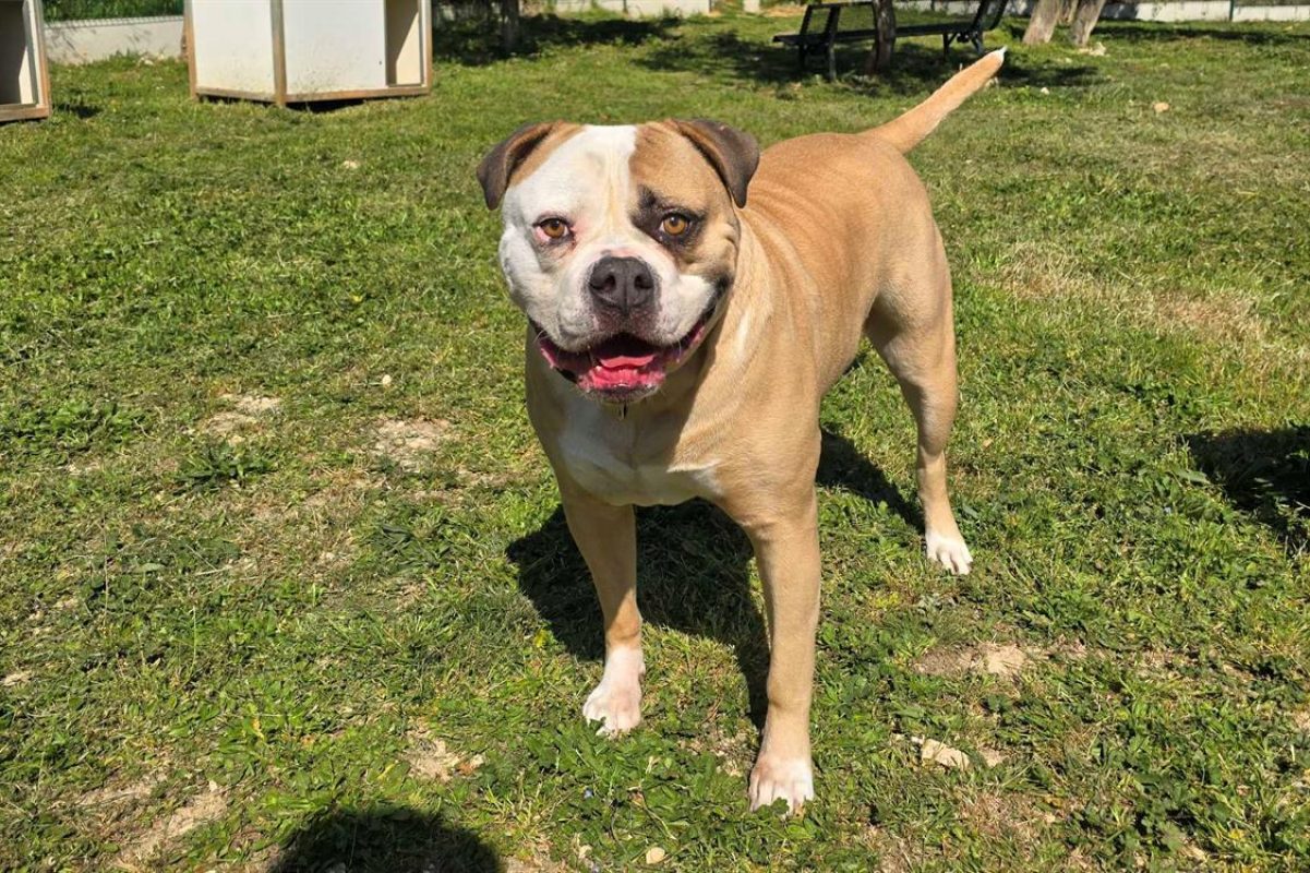 Pin up - Chien Bouledogue Américain à adopter - photo 2