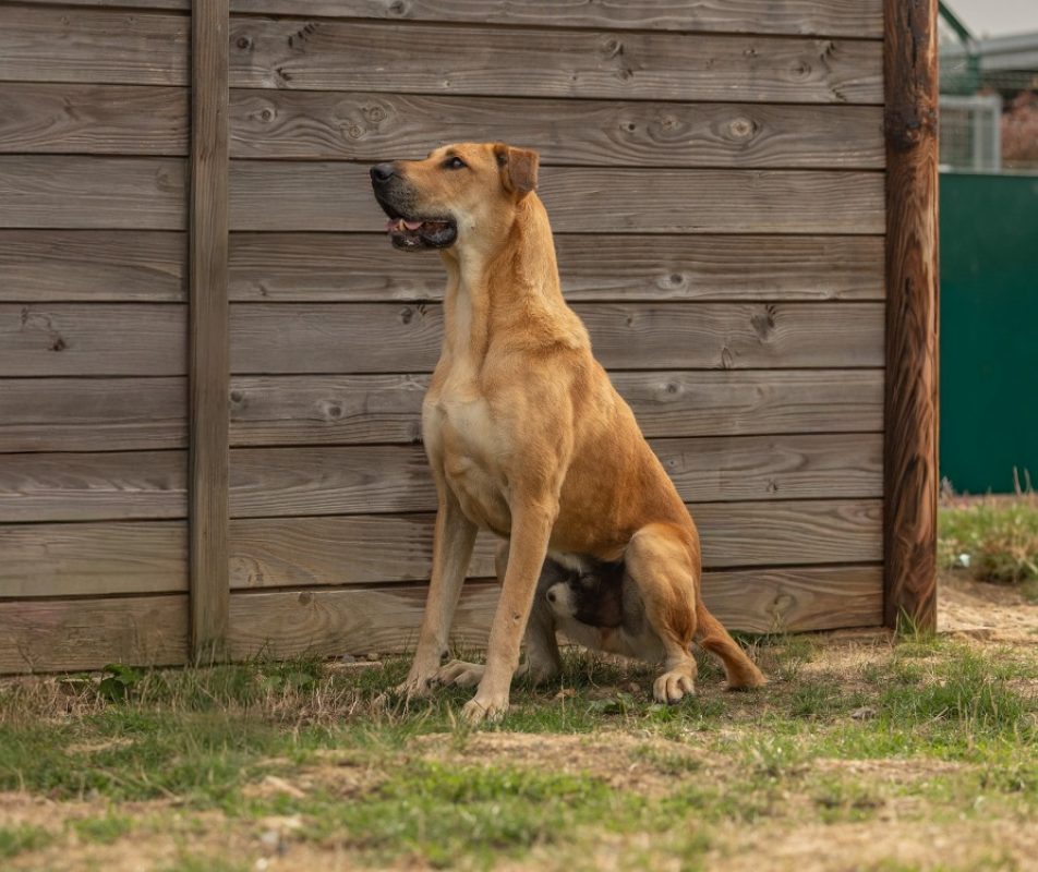 Jimmy - Chien à adopter