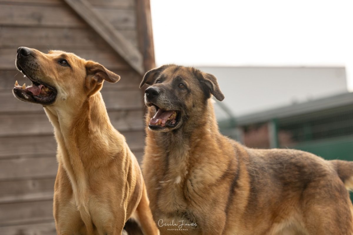 Francky - Chien à adopter