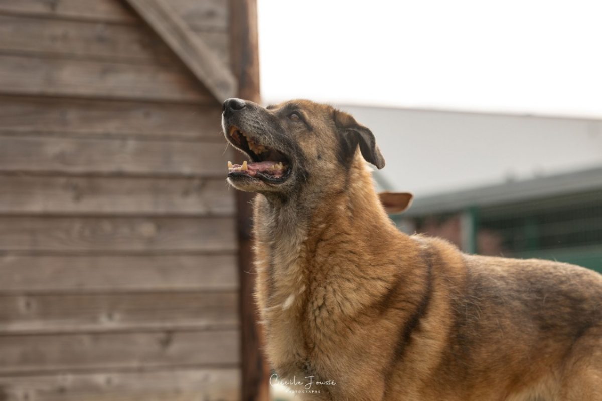 Francky - Chien à adopter - photo 2