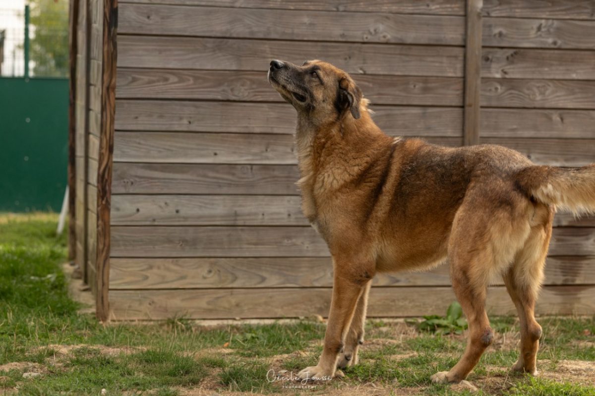 Francky - Chien à adopter - photo 3