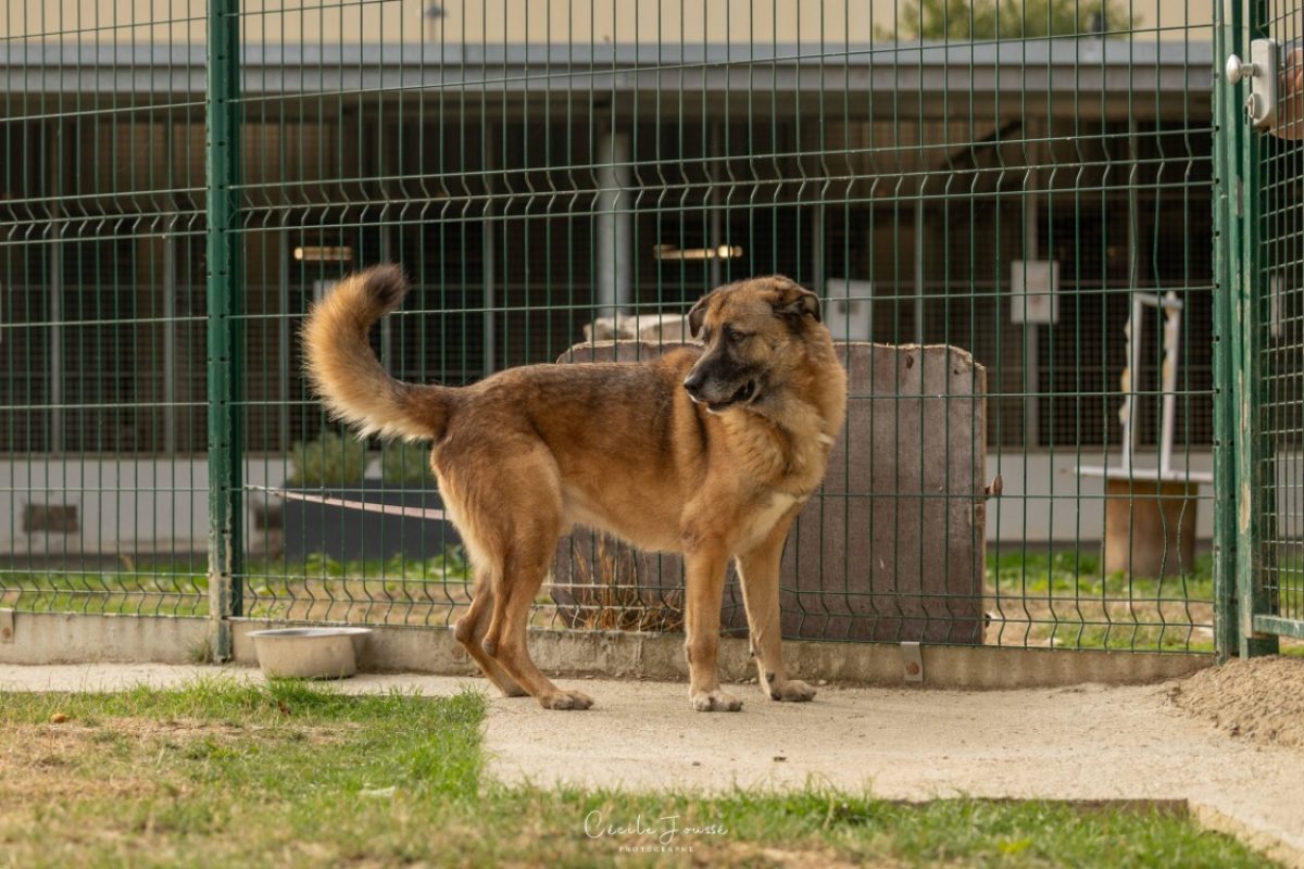 Francky - Chien à adopter - photo 4
