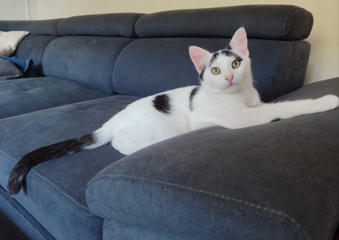 Boreal - Chat Européen à adopter