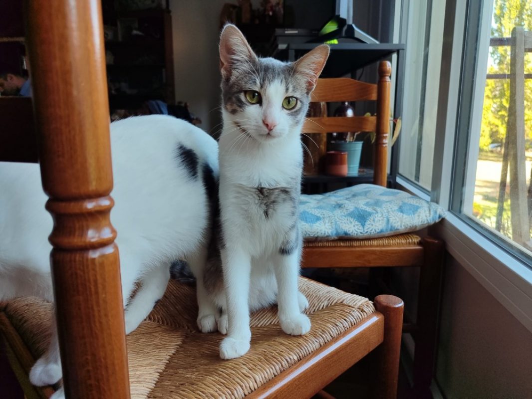 Gaia - Chat Européen à adopter