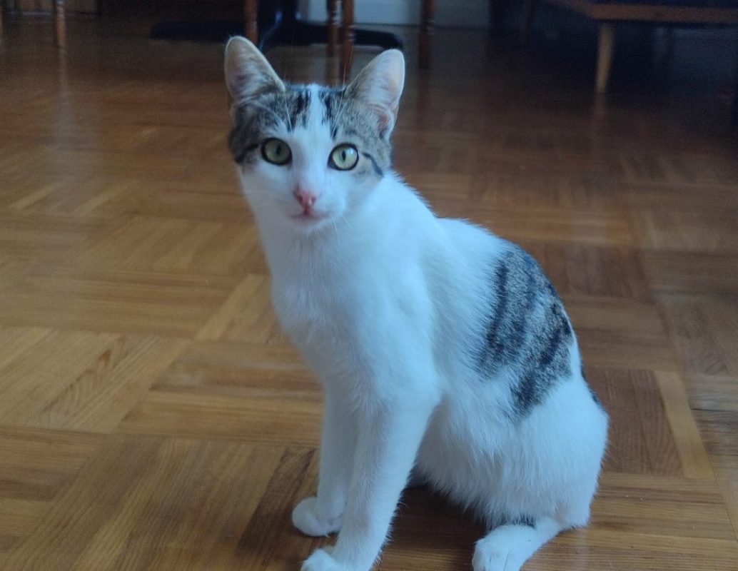 Vega - Chat Européen à adopter