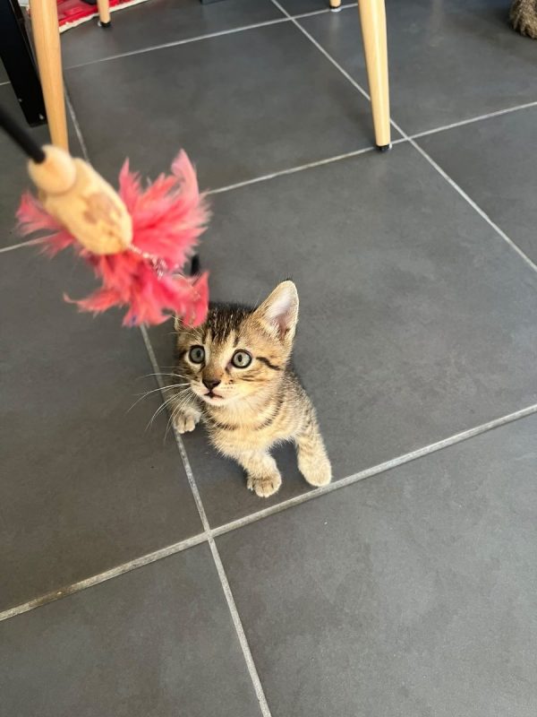 SMOKY - Chat à adopter - photo 4