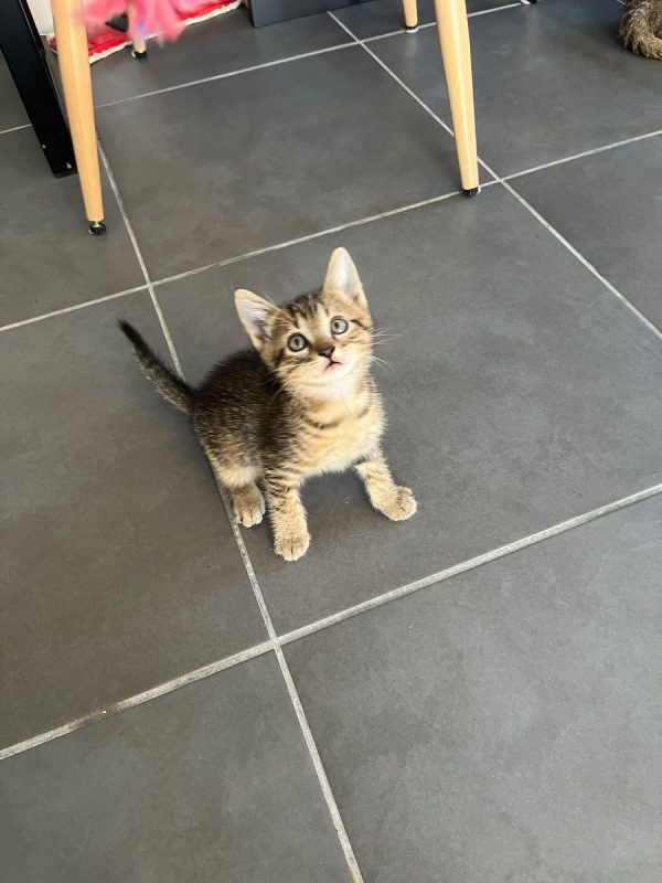SMOKY - Chat à adopter