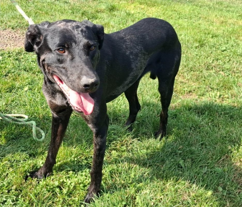 Simba - Chien à adopter