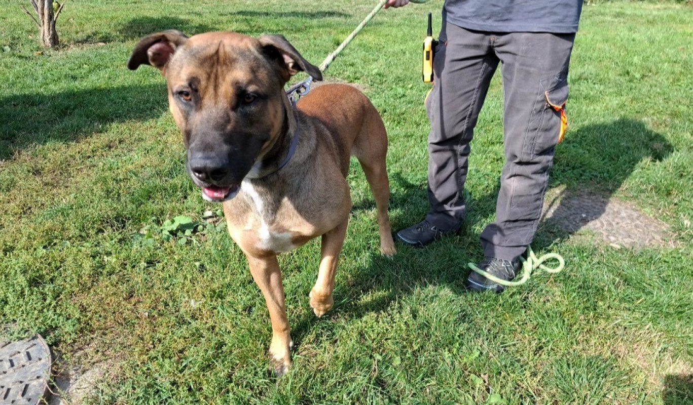 Zephyr - Chien à adopter