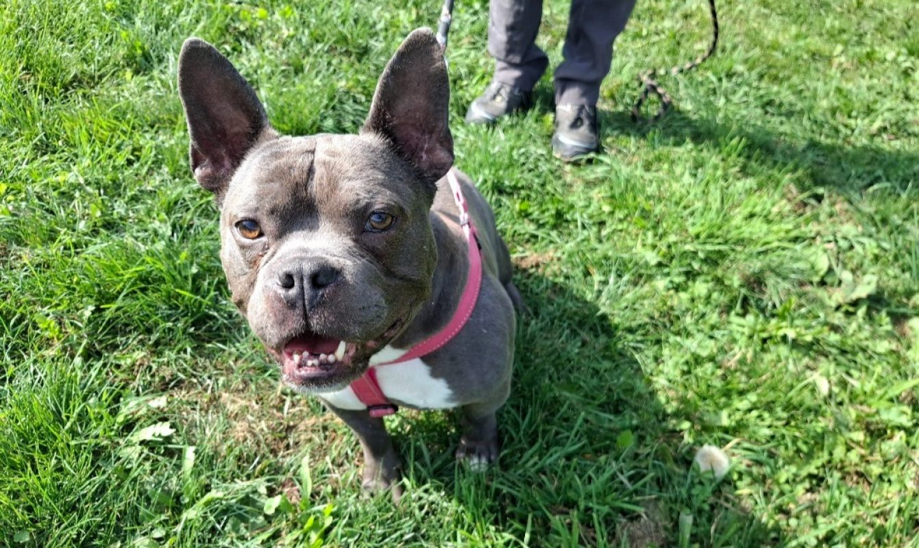 Ryan - Chien American Bully à adopter