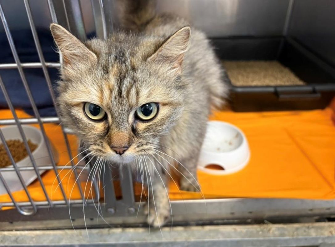 Bella - Chat Européen à adopter