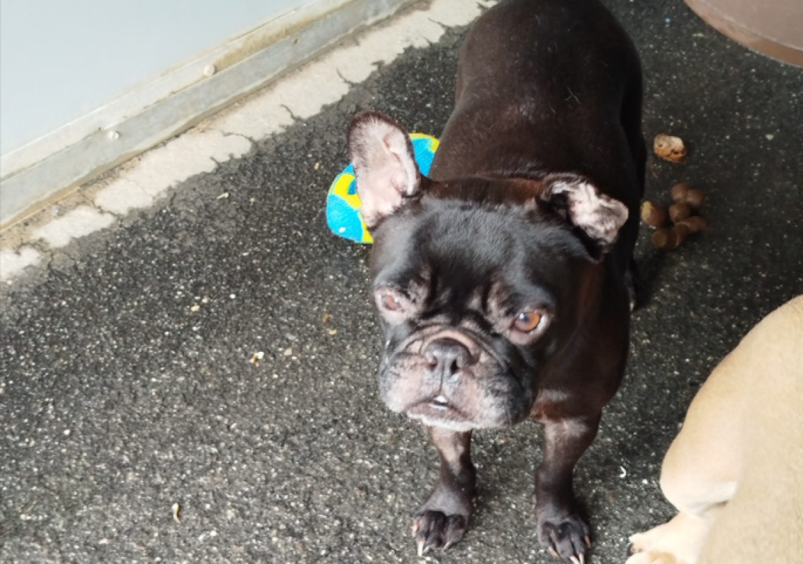 Joyce - Chien Bouledogue Français à adopter