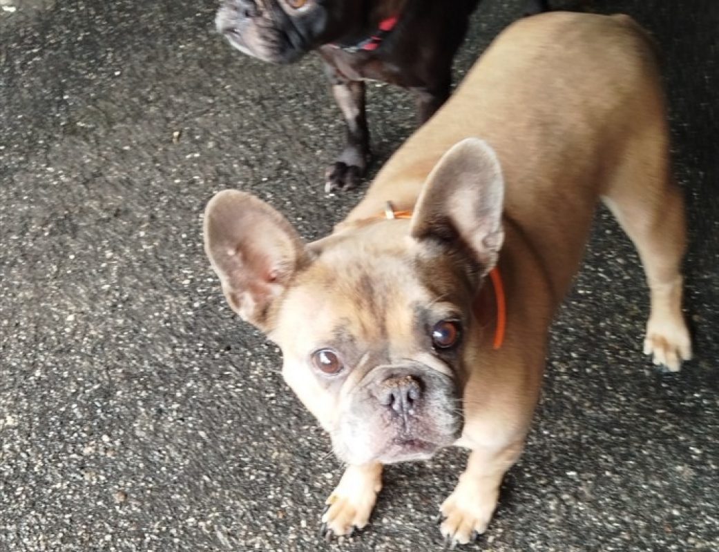 Loly - Chien Bouledogue Français à adopter