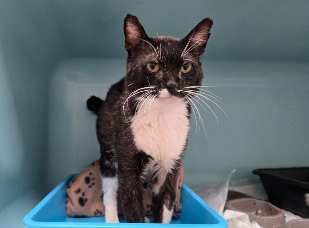 Konan - Chat Européen à adopter
