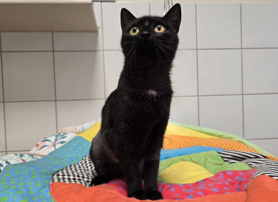Dahlia - Chat Européen à adopter