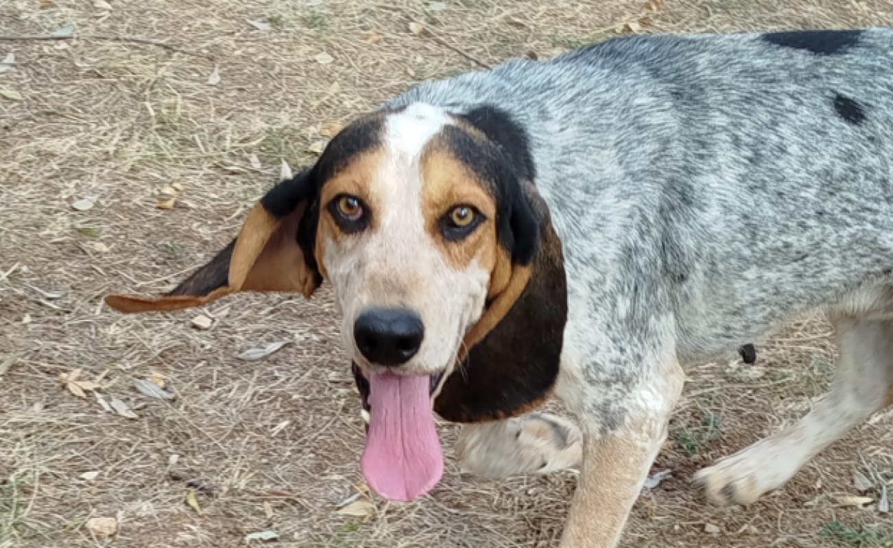 Cesar - Chien Grand Bleu de Gascogne à adopter