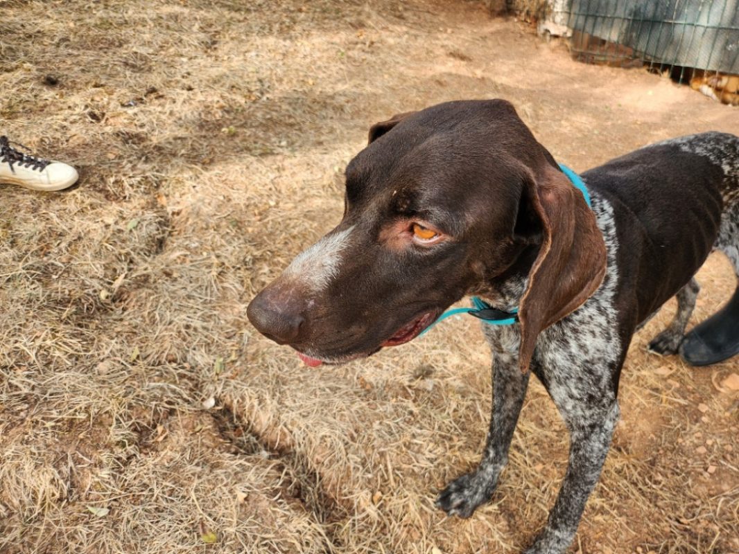 Theo - Chien Braque allemand à poil court à adopter