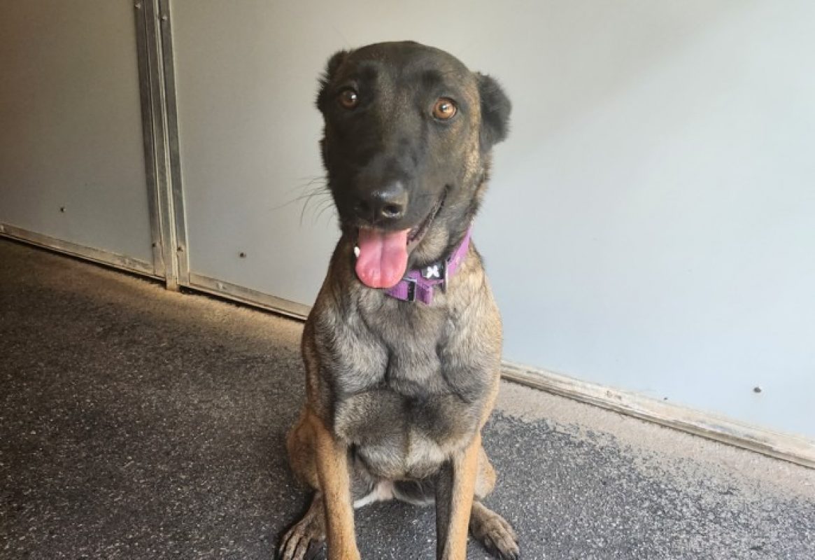 Fidji - Chien Berger Belge Malinois à adopter