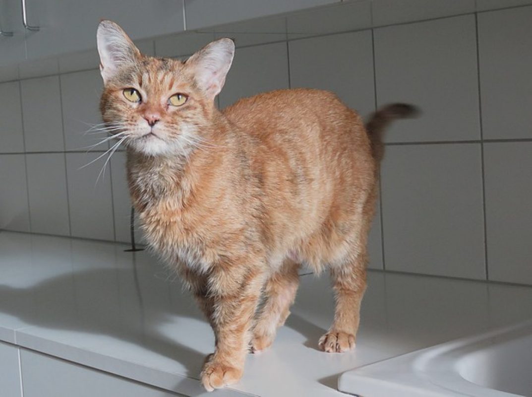 Marla - Chat Européen à adopter