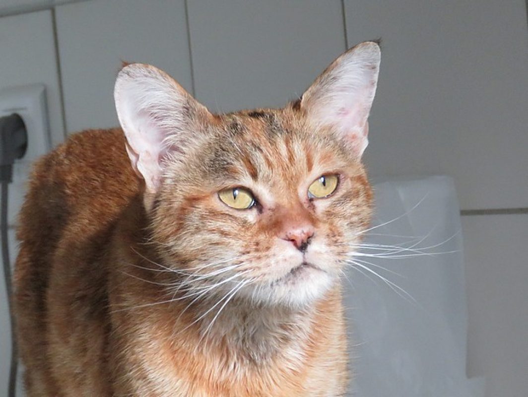 Marla - Chat Européen à adopter - photo 2