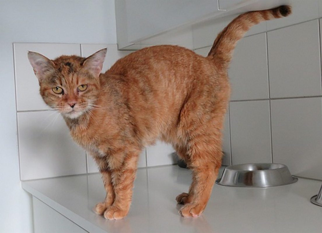 Marla - Chat Européen à adopter - photo 3
