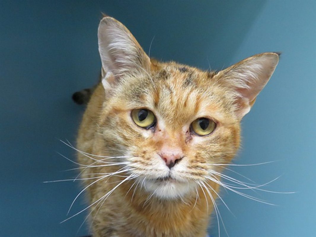 Marla - Chat Européen à adopter - photo 4