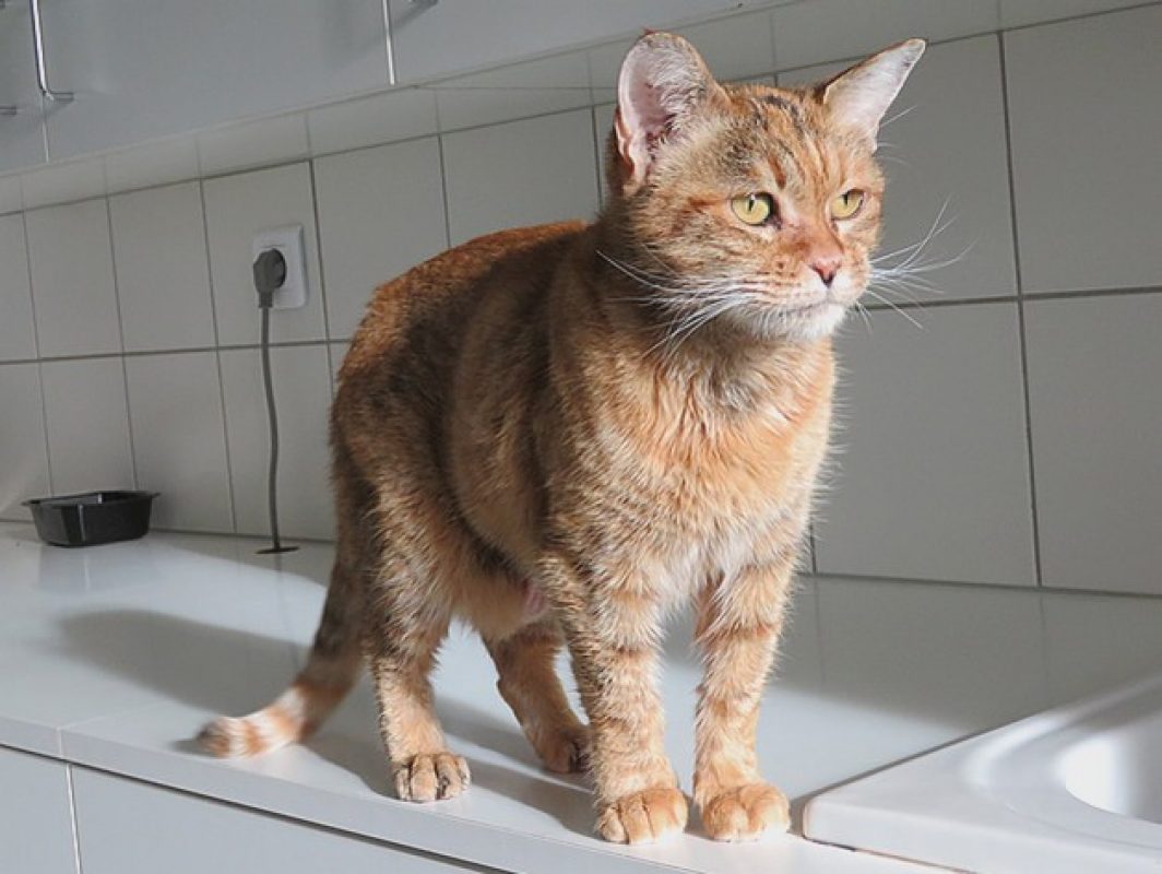 Marla - Chat Européen à adopter - photo 5