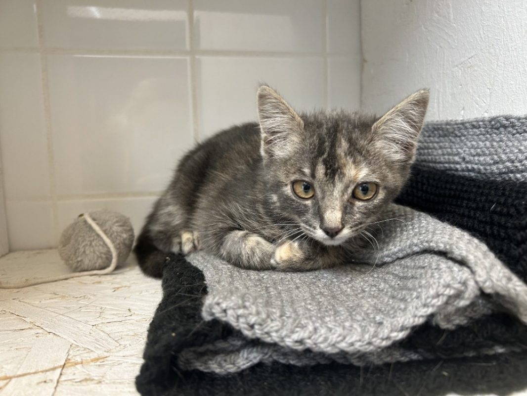 Zara - Chat Européen à adopter