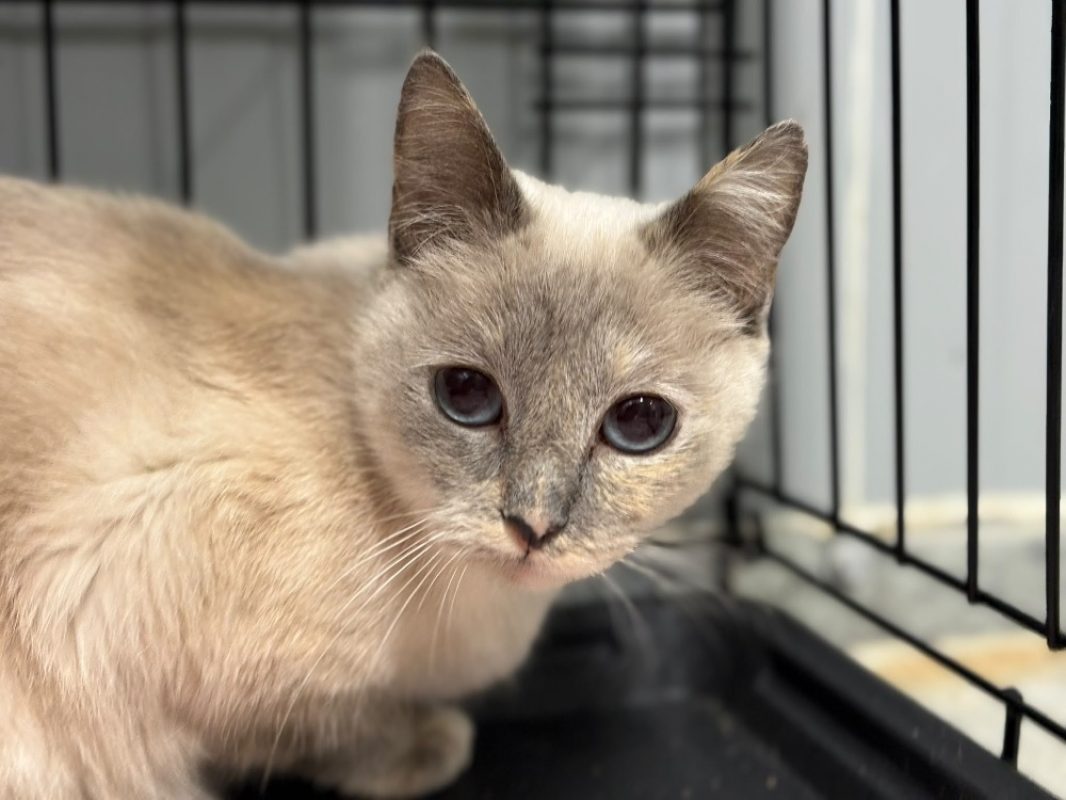 Blanche - Chat Européen à adopter