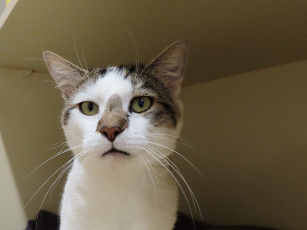 Hillel - Chat Européen à adopter