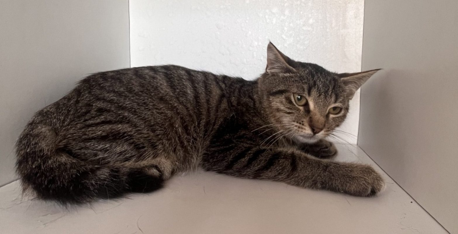 Nelson - Chat Européen à adopter