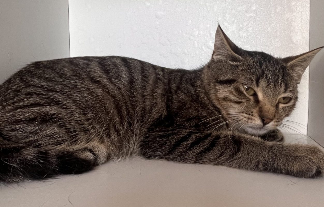 Nelson - Chat Européen à adopter - photo 2