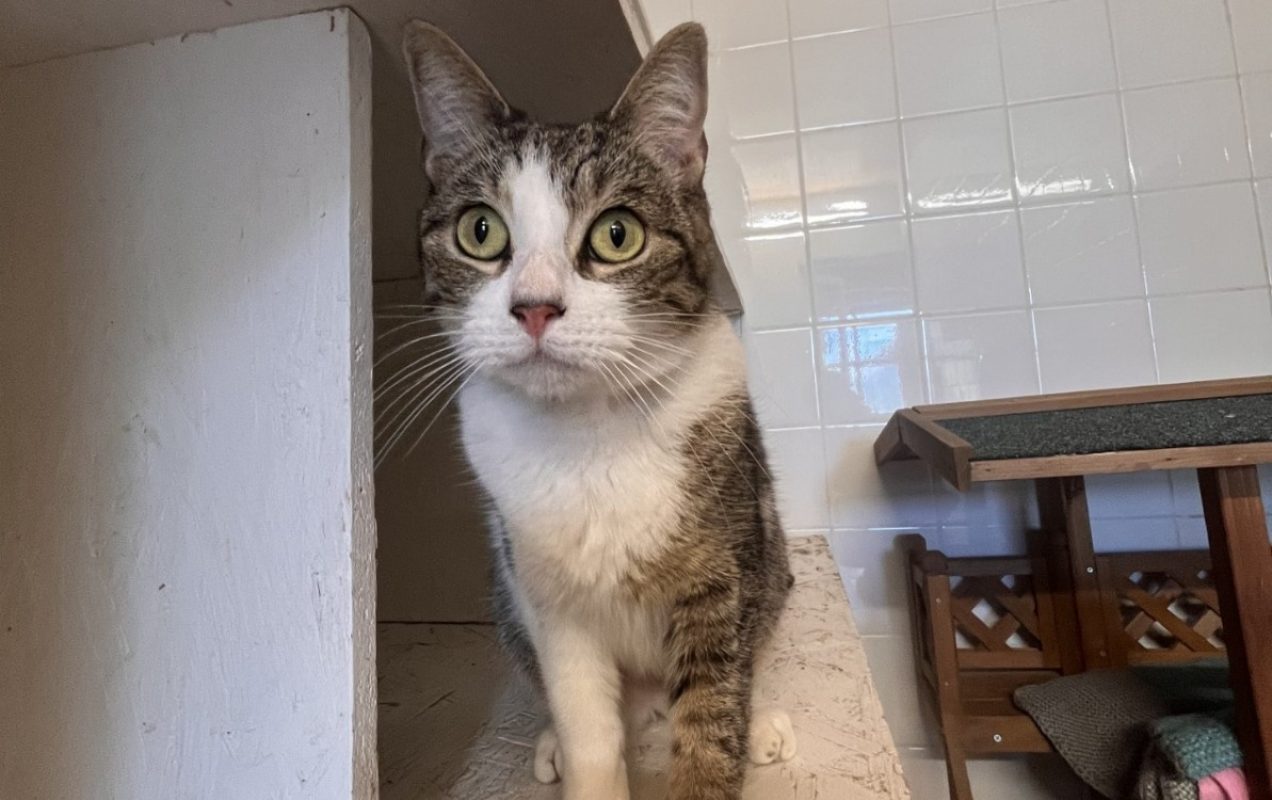 Chichi - Chat Européen à adopter