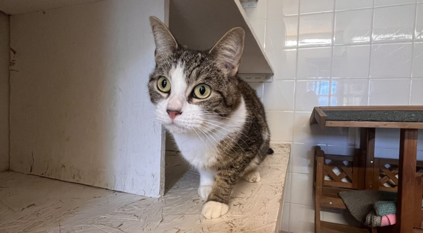 Chichi - Chat Européen à adopter - photo 2