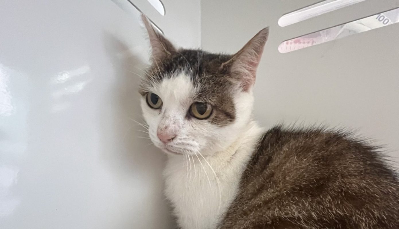 Marge - Chat Européen à adopter
