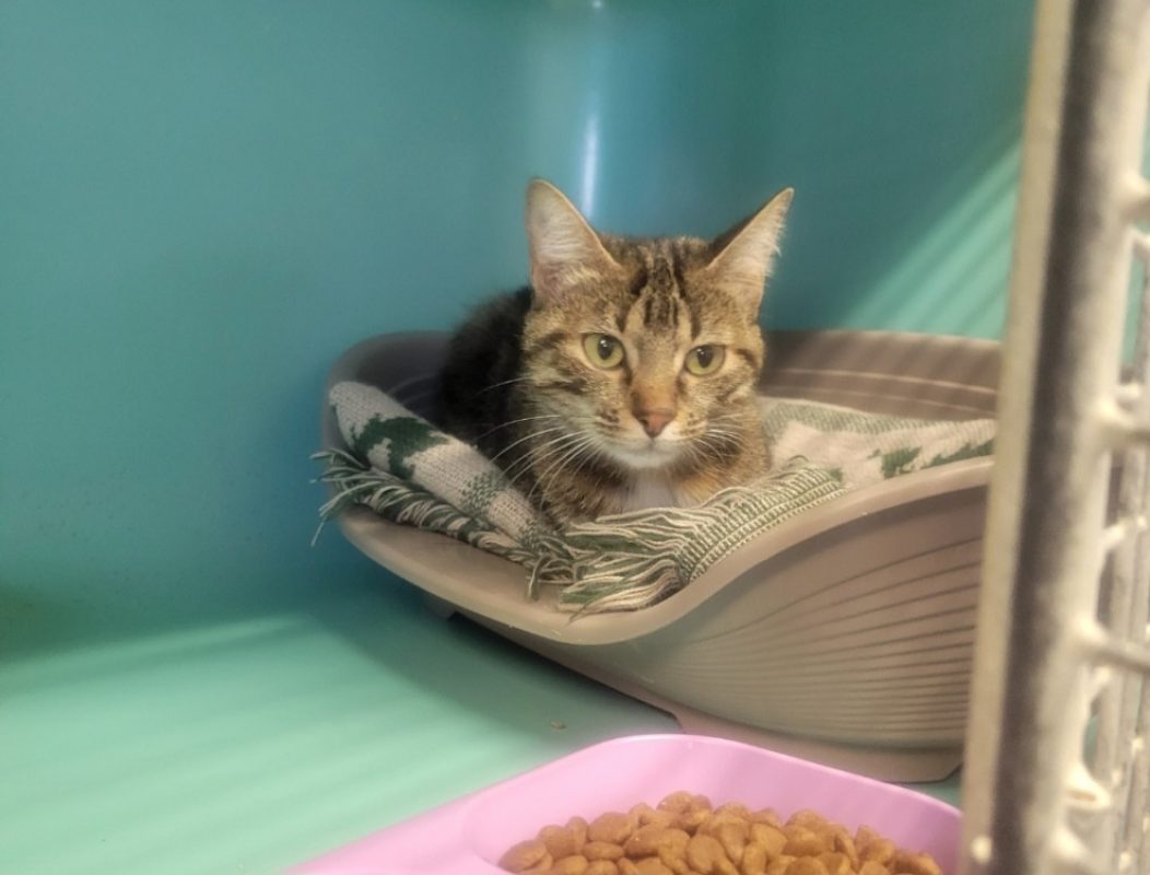 Hula - Chat Européen à adopter