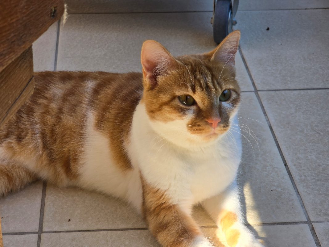 Ariane - Chat Européen à adopter