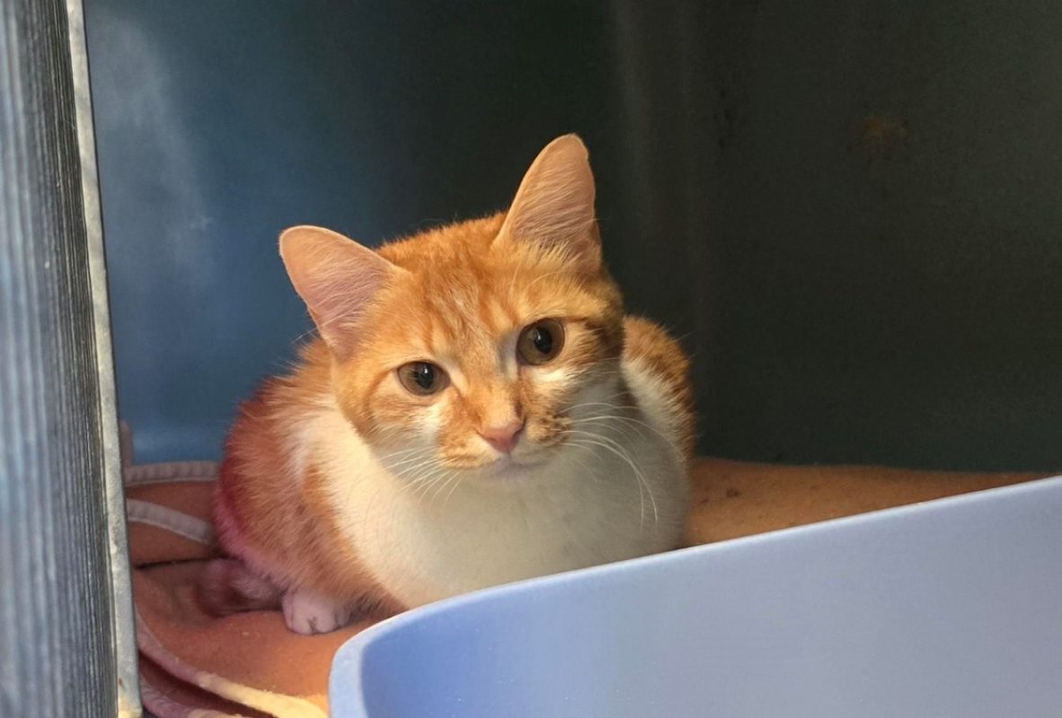 Ariane - Chat Européen à adopter - photo 2