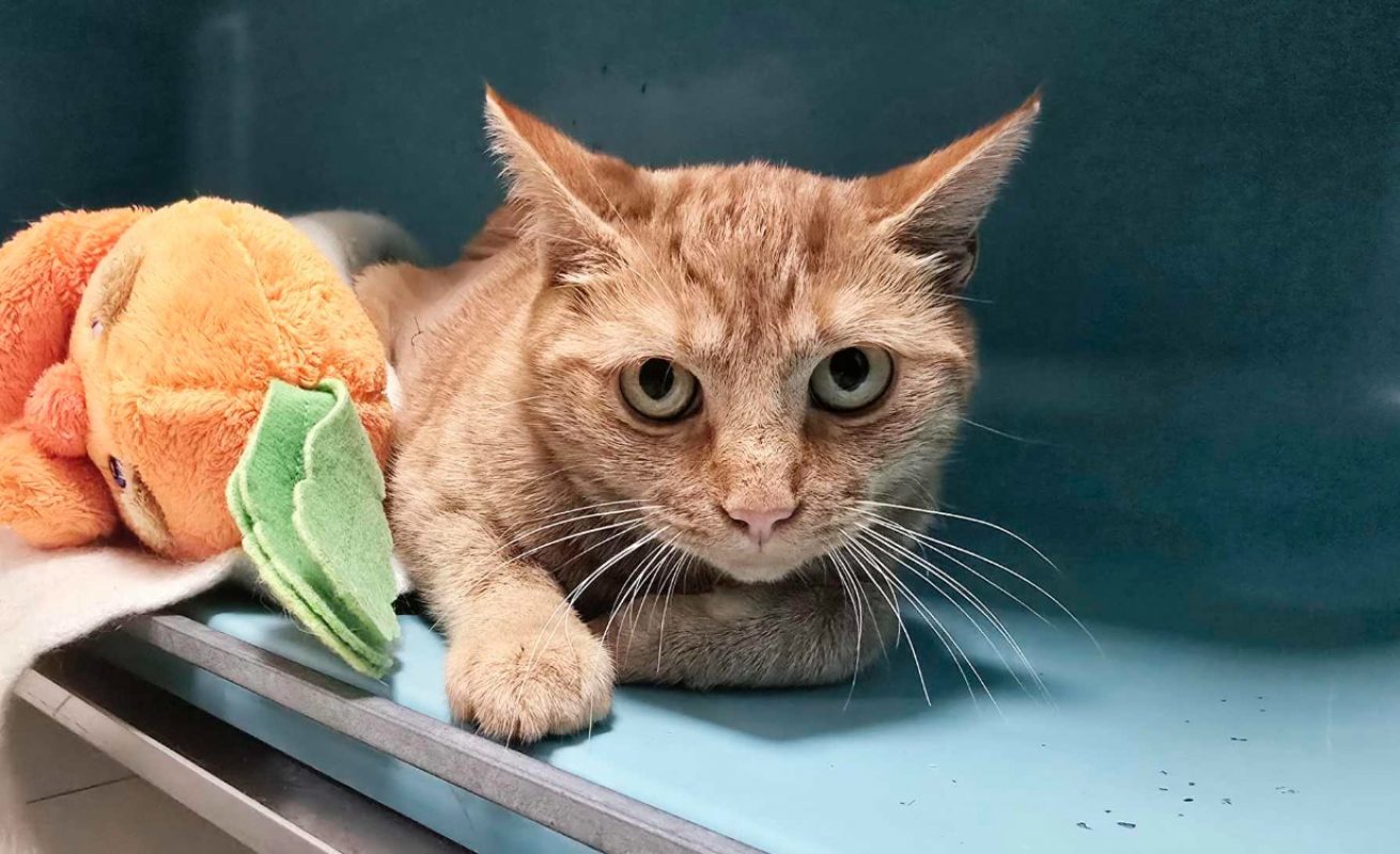 Ginnie - Chat Européen à adopter