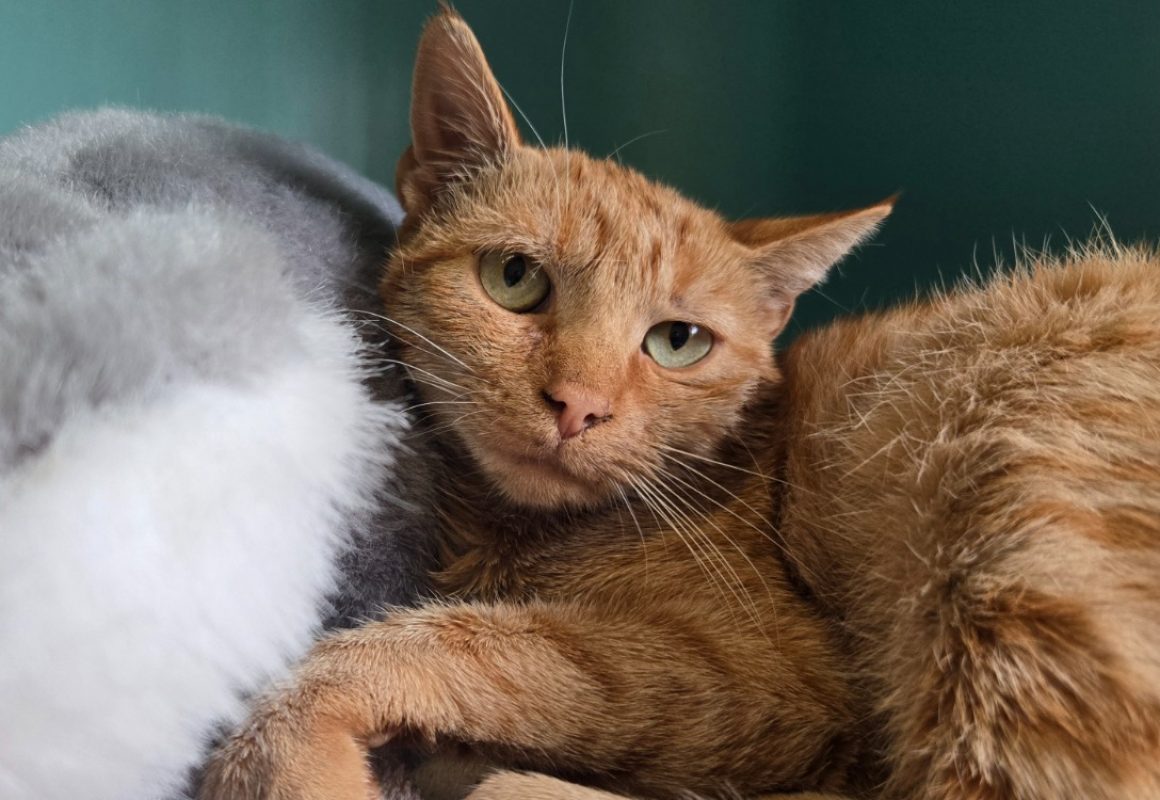 Ginnie - Chat Européen à adopter - photo 2