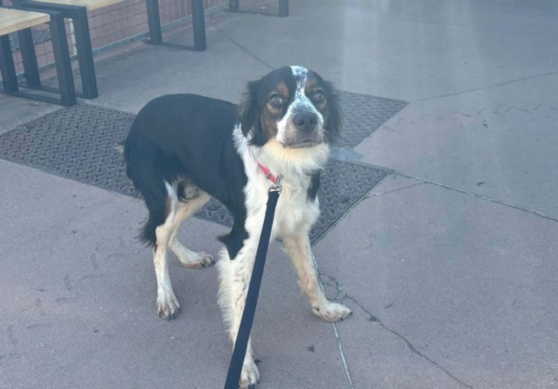 Voyou - Chien Epagneul Breton à adopter