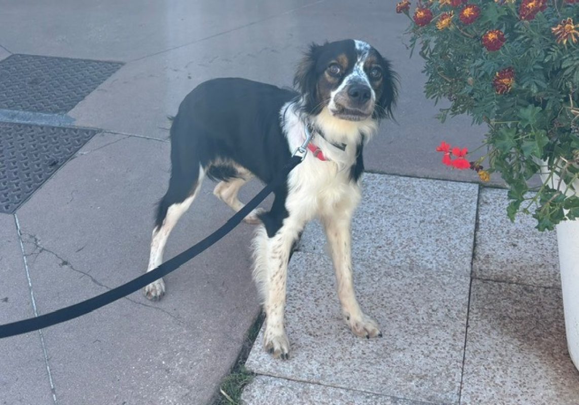 Voyou - Chien Epagneul Breton à adopter - photo 2