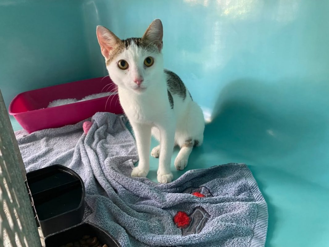 Bastos - Chat Européen à adopter