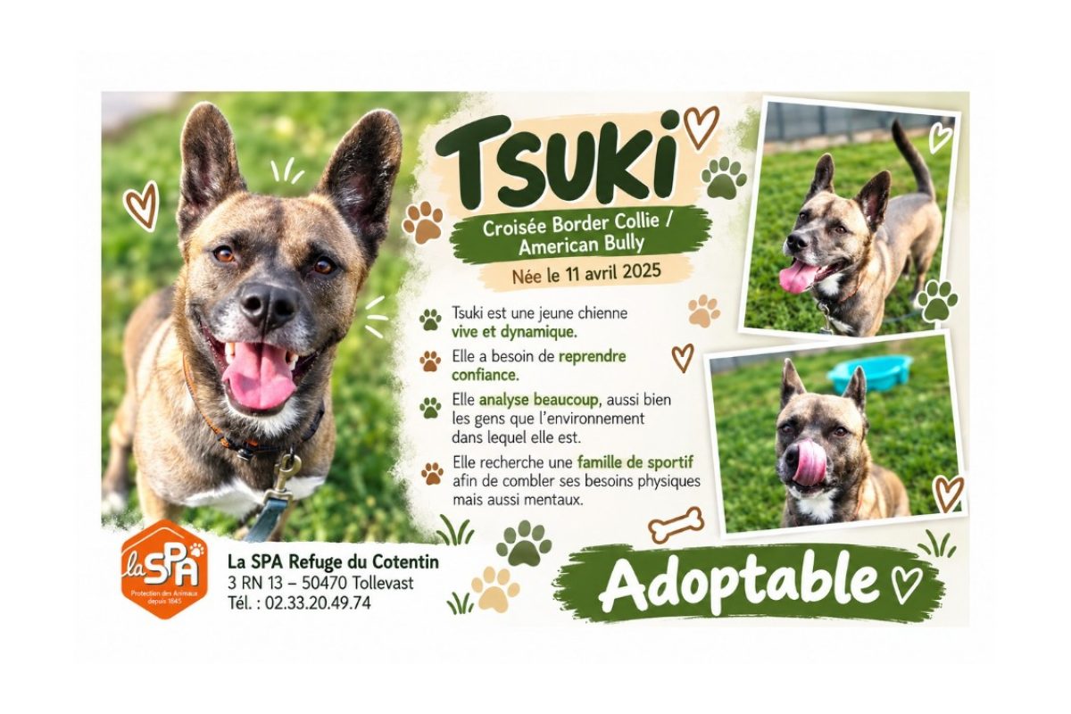 Tsuki - Chien à adopter